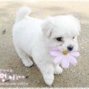 정퍼피클럽 이미지