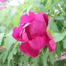 모란(목단, peony)/ 꽃말은 부귀, 영화 등 이미지