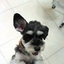 펫시스터즈 이미지