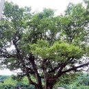 느티나무회관 이미지