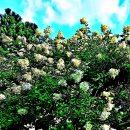 관상용으로 정원에 심는 나무수국(Hydrangea paniculata) 이미지