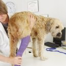 백석동물병원 이미지