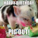 Pig 이미지