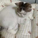 (주)사계절 | 더위 타는 고양이와 나비엔 숙면매트 사계절pro 싱글 후기😺(티모 매일 꿀잠 자 ❤️)