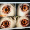 분당밝은아이동물병원 이미지