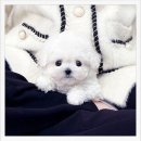 반려견 이해하기(펫) 이미지