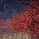 (주)의성