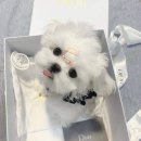 띵동 이미지