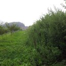 클로바농장 이미지