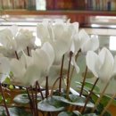 세렌디피티펜션 이미지