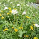 김두수「민들레」 이미지