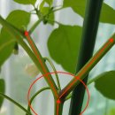 방아다리 이미지