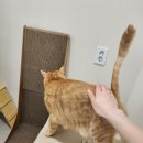 9월의 소원 동물병원 이미지