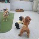 일산애견 네이버블로그