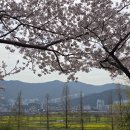 맥도생태공원 | 부산 숨은 벚꽃 명소 맥도생태공원 벚꽃 실시간 개화 현황 : 2026.04.03 후기