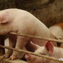中서 '인간 전염' 신종 돼지 독감 발생…전세계가 주목 이미지