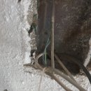 우강면 무궁화 이미지