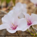 개장전★주요이슈 점검 이미지