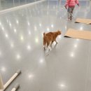 발레인포레발레학원
