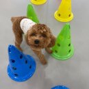 놀러오개 애견유치원 애견호텔 분당직영점 이미지