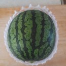 🍉 애플수박 고르기와 맛있게 먹는 법, 신선보관법과 후기