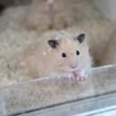 펫엔글라이더본점 이미지