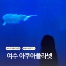 양산신-2024 | 여수 아쿠아플라넷 벨루가, 주차·할인부터 프로그램까지