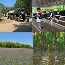 참국화갤러리카페 | 충남 예산 아그로랜드 태신목장 6월 수레국화 목장체험 주차