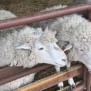 양떼마트 | 대관령 삼양라운드힐 양떼목장 설연휴 가족여행ㅣ입장권 할인 구매 체험 후기