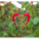 허브꽃농원 이미지