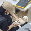 도그천사 이미지