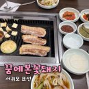 꿈에본꽃돼지 이미지