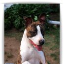 삐삐슈퍼 이미지