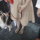 울림 반려견 교육센터 네이버블로그