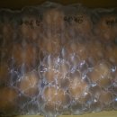 미소농장 | 제주미소농장 천혜향 10kg 택배후기