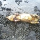 제주도토종흙돼지 이미지