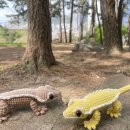 평화셀프주유소 이미지