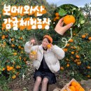 영수농장 | 제주도감귤체험 카페 보메와산 농장 추천