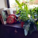 소노스시 이미지