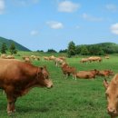 우리소 농장 이미지