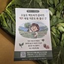새벽농장 | 서진농장 여수 돌산갓 3kg 솔직 후기｜여수특산품으로 집밥이 달라졌어요