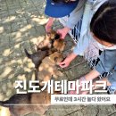 전남 진도군 진도읍 동외리 382-1 | 진도개테마파크 아이랑 방문 후기 공연 시간 · 입장료 · 소요 시간까지 정리
