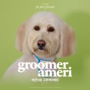 Groomer Ameri | 골든두들 쥬디의 여름 미용! 마포애견미용 추천 [그루머아메리]