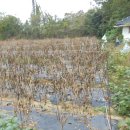 곡성-224 이미지