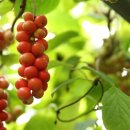 인제농장 이미지