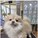 행복한 애견 미용 이미지