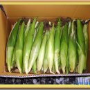 백마령농장 | [스크랩] 오두막 농장소개