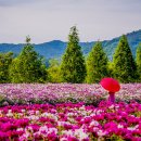 작약꽃펜션 이미지