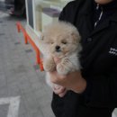 잘나가는 강아지 이미지