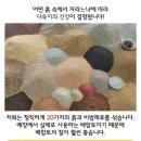 진토베기 이미지